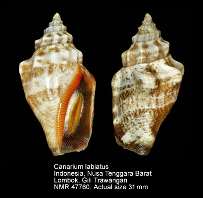 Canarium labiatus (10).jpg - Canarium labiatus (Röding,1798)